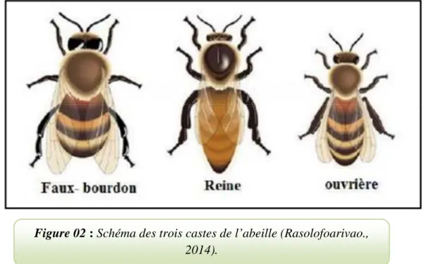 Figure 02 : Schéma des trois castes de l’abeille (Rasolofoarivao.,  2014). 