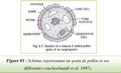 Figure 03 : Schéma représentant un grain de pollen et ses  différentes couches(laaidi et al