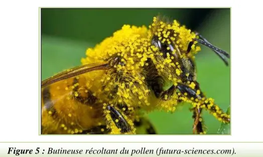 Figure 5 : Butineuse récoltant du pollen (futura-sciences.com). 