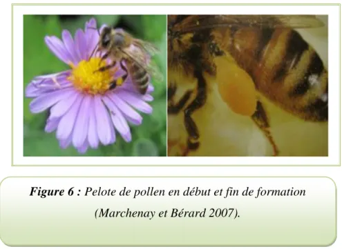 Figure 6 : Pelote de pollen en début et fin de formation  (Marchenay et Bérard 2007). 