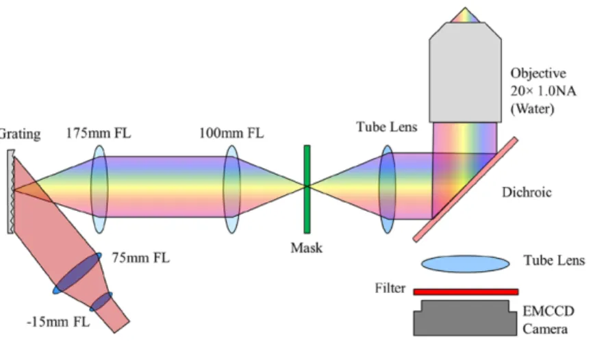 Figure 1.   Illustration of the optical layout of the temporal focusing exposure and imaging system.