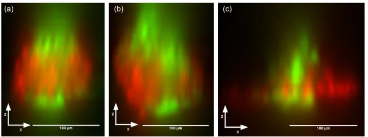 Figure 7.   Sample 3D projections through the XZ plane, illustrating the axial sectioning capabilities of temporal focusing photodynamic  therapy