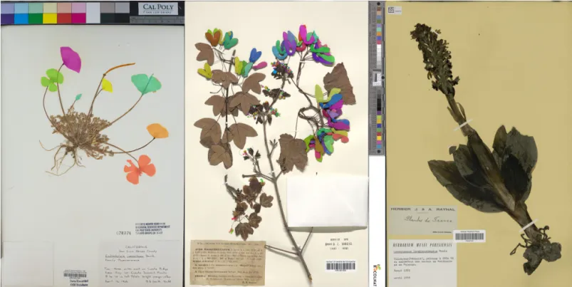 Figure 2. Examples of herbarium specimens displaying visual heterogeneity (e.g., in morphology, labels, and color  standards) and challenges related to the morphology and position of reproductive structures