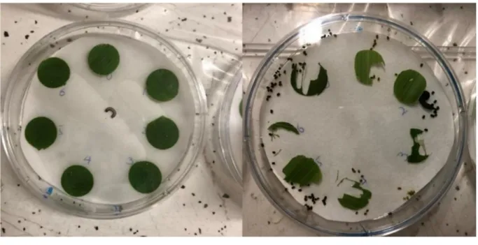 Fig 2. Leaf disc before and after 24 hours of fall armyworm release.