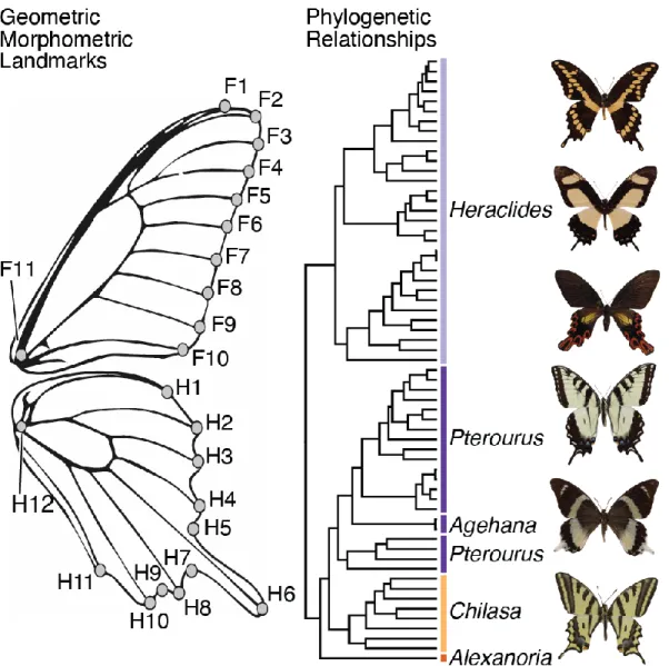 Figure 1. Geometric morphometric landmarks and phylogeny used for analysis. Phylogeny 462 