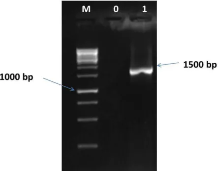 Fig. 1. 16S RNA sequence from identification Lactococcus lactis ssp raffinolactis  M: Standard (GeneRuler 1KB DNA reader), 0 : Negative control, 1 : Amplified DNA fragment (gene 16S rRNA) of  