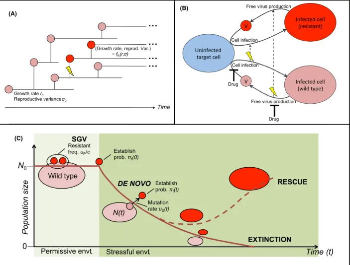 Figure 2 Models of rescue from SGV and de novo mutations. (A) A branching process model of population growth, whose dynamics can be described by a diffusion approximation (Martin et al