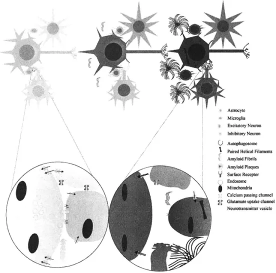 Figure  1:  Circuits  and  synapses  through  AD  progression.  Top:  Circuits  are  synaptically connected  subpopulations  of neurons  and  the glia  that modulate  them