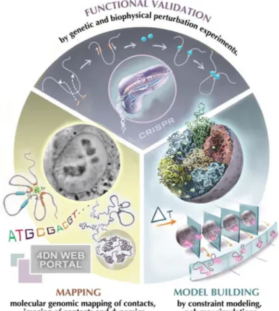 Figure 1. The 4D Nucleome project