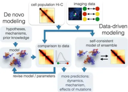 Figure 2. Modeling the 4D genome