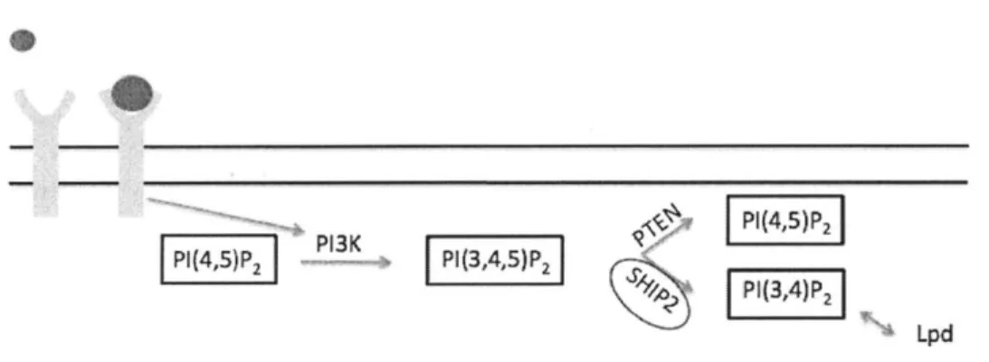 Figure  1-6:  The action  of  SHIP2  downstream  of  EGF  signaling.