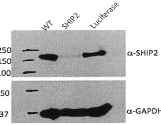 Figure  3-1:  Successful  knockdown  of SHIP2  in  shRNA  transfected  MTLn3  cells.