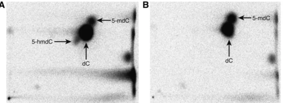 Figure 2 A 5-hmC antibody recognizes plant DNA. (A) Slot blot of 400 ng of genomic DNA from the indicated species and 20 ng of synthetic DNA containing 10 pmol of C, 5-mC, or 5-hmC as controls probed with a 1:500 dilution of a rat monoclonal 5-hmC antibody