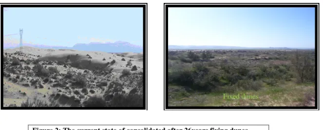 Figure 2: The current state of consolidated after 26years fixing dunes. 