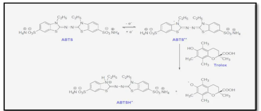 Figure 08. Formation et piégeage du radical ABTS ˙ + par un donneur de H˙(Lien et al., 1999)