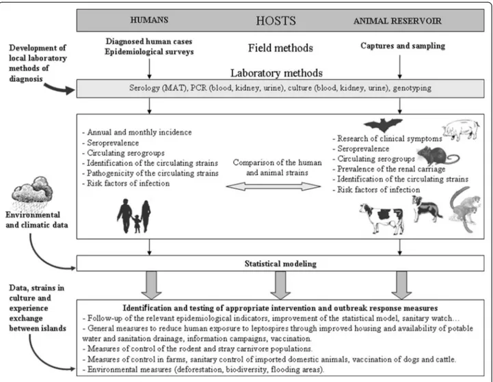 Figure 2 Global methods of investigation of leptospirosis. Islands are small (except Madagascar) closed territories in which the number of mammal species is known (except in Madagascar) and each can be studied