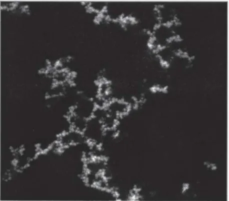 Figure 1.11: Example of a confocal image for a colloidal gel of PMMA from Dinsmore et al