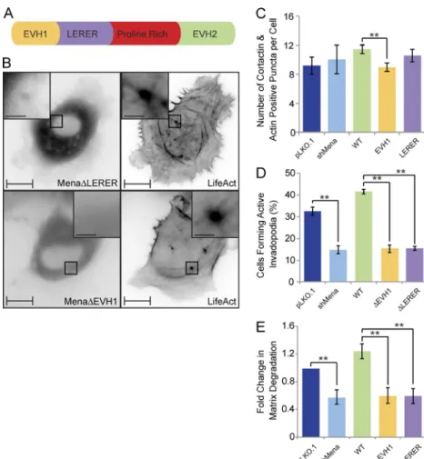 Figure 7.  Mena is recruited to invadopodia via its  EVH1 domain and requires the LER ER sequences for  its ring-like localization and proteolytic activity