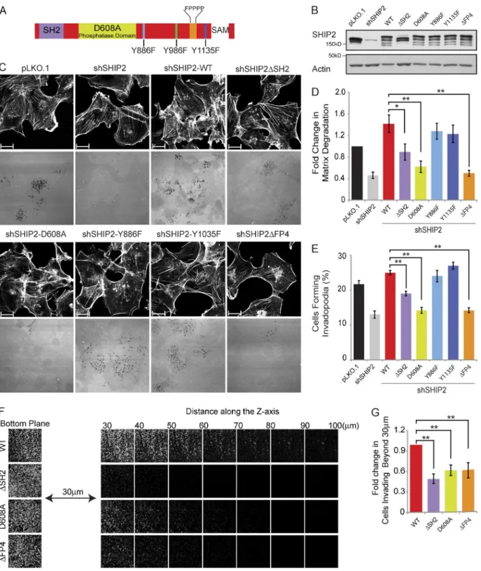 Figure 1.  Proteolytically active invadopodia formation requires both the phosphatase activity and the scaffolding functions of SHIP2