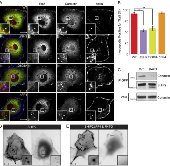 Figure 2.  SHIP2 is recruited to invadopodia via its SH2 domain, possibly through an interaction with cortactin