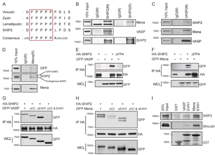 Figure 3.  SHIP2 interacts with the EVH1 domains of Mena and VASP via the FPP PP motif