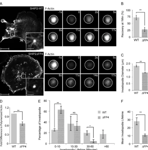 Figure 5.  SHIP2 recruits Mena to regulate  the actin network within the invadopodia  membrane protrusions, hence invadopodia  stability