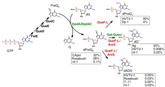 Fig. 6 Proposed synthesis pathway for the 2 ′ -deoxy-7-deazaguanine modi ﬁ cations identi ﬁ ed in this study