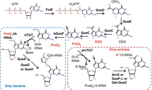 Fig. 1 Queuosine and archeosine synthesis pathways. preQ 0 is synthesized from GTP in both bacteria and archaea through FolE, QueD, QueE, and QueC, as shown