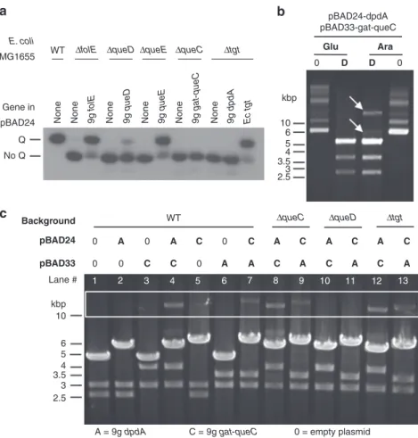 Fig. 2 In vivo activity tests for Enterobacteria phage 9g dG + pathway genes. Source data are provided as a Source Data ﬁ le