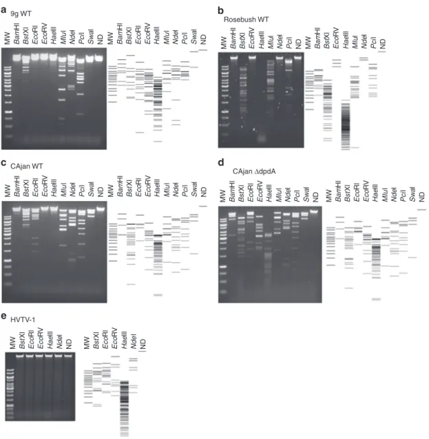 Fig. 5 Restriction patterns for phage genomic DNA. Different restriction enzymes were used on the DNA of Enterobacteria phage 9g (a), Mycobacterium phage Rosebush (b), Escherichia phage CAjan WT (c), Escherichia phage CAjan Δ dpdA (d), and Halovirus HVTV-1