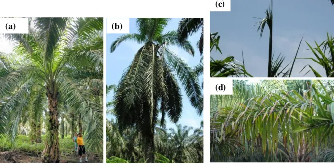 Figure  2.  Oil  palm  trees  in  Padang  Halaban  Estate  (Indonesia):  (a)  Healthy  tree,  (b)  tree  attacked  by  ganoderma:  the  lower  leaves  have  reclined  to  form  a  skirt-like  crown,   (c)  several  unopened  spears  at  the  top  of  a  si