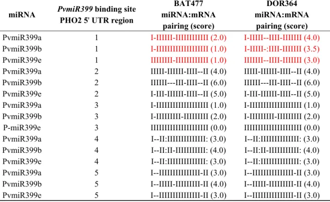 Table 1. Pairing of PvmiR399 isoforms a, b and e with the predicted binding sites of the   5' UTR of the PvPHO2 target gene from BAT477 and DOR364 genotypes