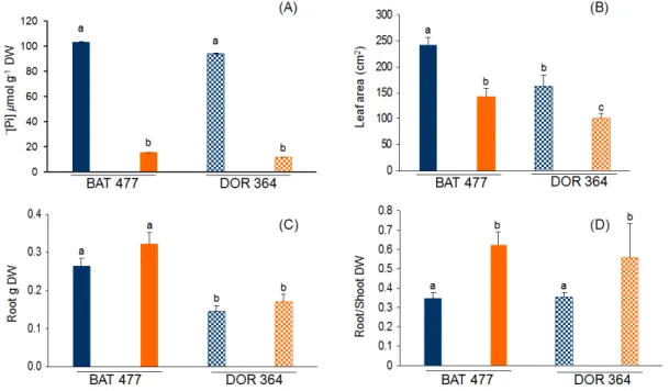 Figure 1. Effect of phosphorus (P) deficiency on common bean BAT 477 and DOR 364  genotypes