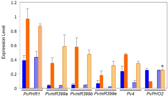 Figure 2. Expression of regulatory genes from the PvPHR1 signal pathway in roots of  common bean BAT477 (solid bars) and DOR364 (hatched bars) genotypes