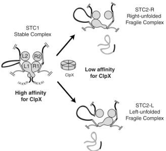 Fig. 5. Model for destabilization of the STC by ClpX. The assembled STC1 presents the interwoven L1-R1 subunits to ClpX for high-affinity binding.