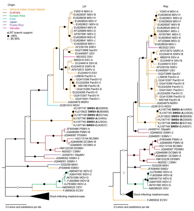 Figure 4. Maximum-likelihood phylogenetic tree of Rep (A) and CP (B) proteins. Tree branches are coloured according to the geographical origins of the viruses
