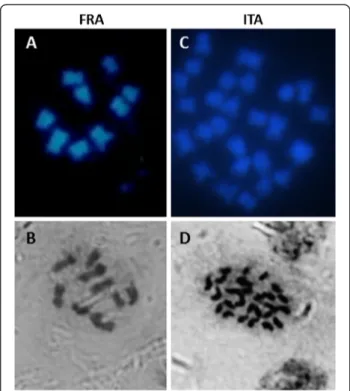 Figure 1 Determination of chromosome number by DAPI (A, C) and hematoxylin (B, D) staining of chromosomes showing counts of 9 in the haploid plants from France (FRA) and 27 in the tri-haploid plant from Italy (ITA)