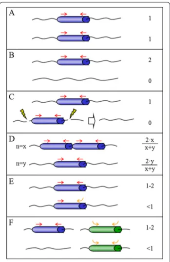 Figure 3 Proposed models for the genomic mechanisms resulting in lower gene representation in the gametoclones.