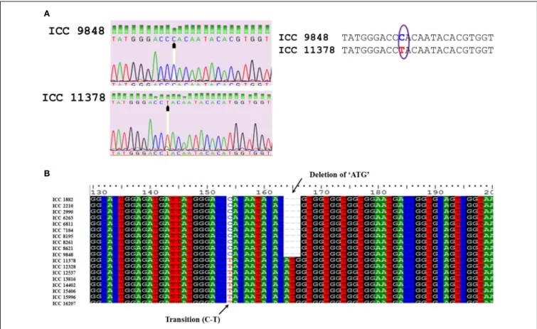 FIGURE 1 | (A) Comparison of sequence quality to confirm the true SNP using peak quality