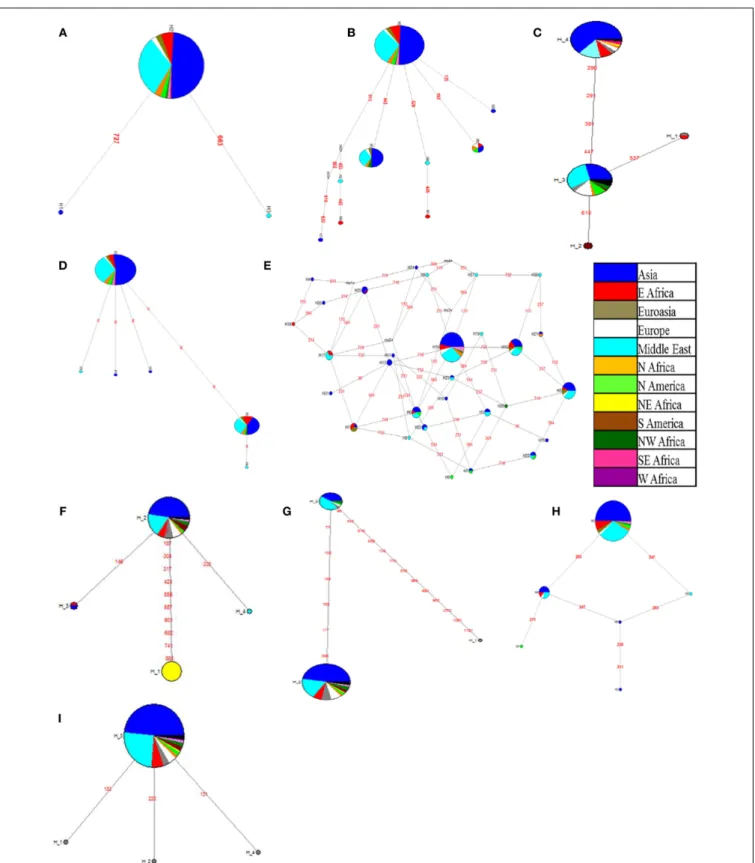FIGURE 2 | Haplotype network of candidate genes developed based on country of origin of genotypes of the chickpea reference set