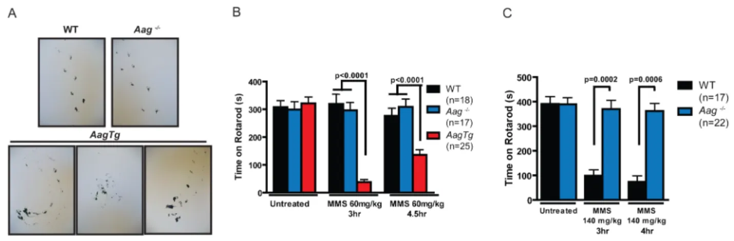 Figure 5. MMS induces an Aag-dependent decrease in motor function. (A) Representations of gait are shown for WT (n = 3), Aag 2/2 (n = 3) and AagTg (n = 3) mice three hours following MMS treatment (90 mg/kg)