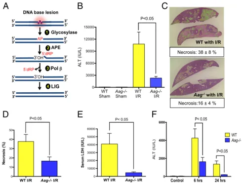 Fig. 1. Aag deficiency protects liver against I/R-induced tissue damage. (A) The BER pathway initiated by various DNA glycosylases consists of four key enzymatic steps: (i) glycosylase-mediated excision of a damaged base generating an abasic site; (ii) inc