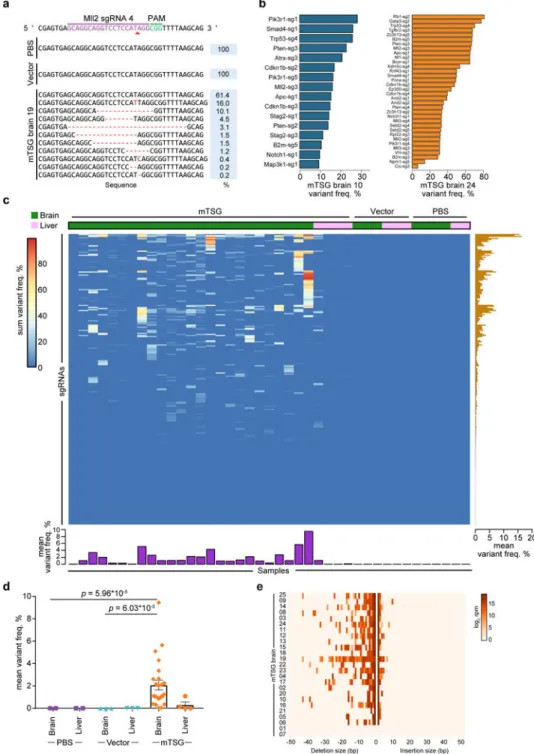Figure 3. Targeted captured sequencing of sgRNA sites in AAV-mTSG induced mouse GBM (a) Indel variants observed at the genomic region targeted by Mll2 sgRNA 4 in  representative PBS, AAV-vector, and AAV-mTSG injected mouse brain samples.