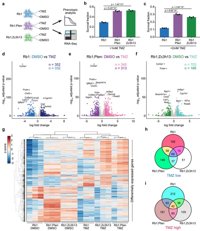 Figure 8. Transcriptional profiling of mouse GBM driver combinations in the presence and  absence of a chemotherapeutic agent
