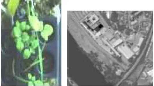 Fig. 3 – Image couleur de la sc`ene Hyspex (gauche) et de la sc`ene DAIS (droite)