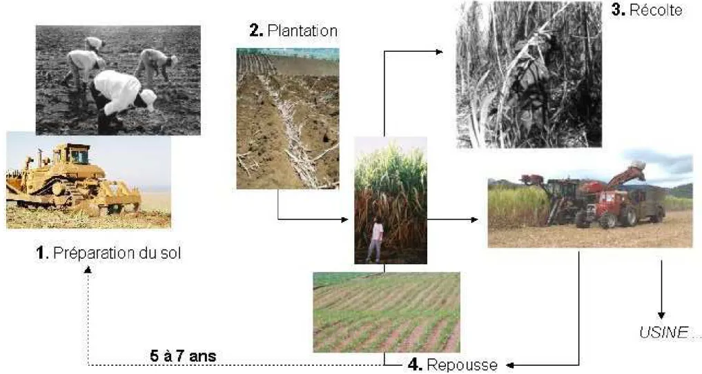 Figure 6. Schématisation du cycle total et du cycle de récolte de la canne à sucre à La Réunion