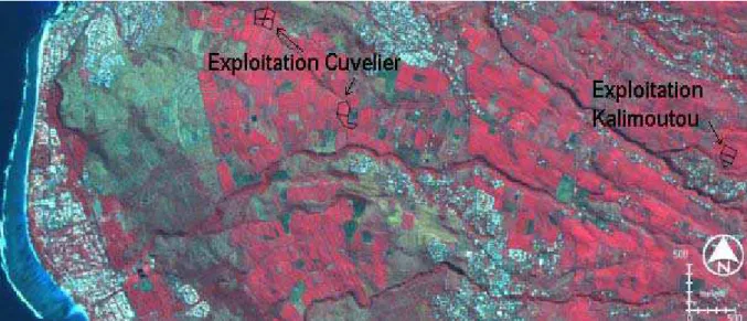 Figure 15. Localisation des exploitations de l’ouest, Cuvelier et Kalimoutou sur fond  d’image SPOT 5, composition colorée en fausses couleurs du 13 mai 2004