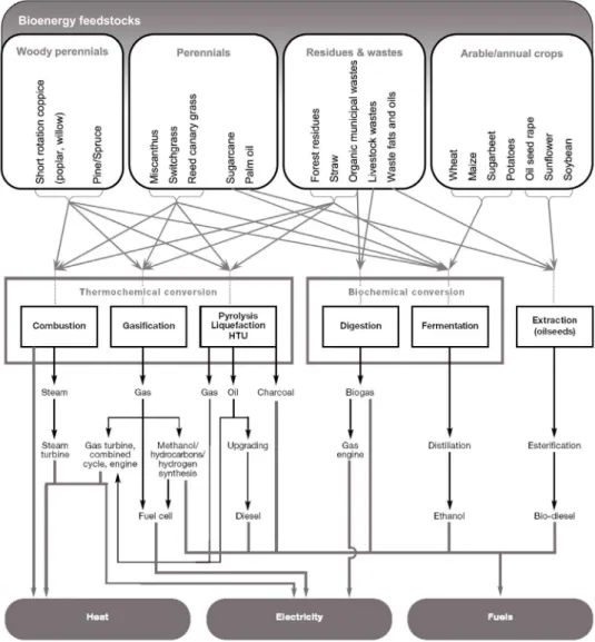 Figure 1. Bioenergy feedstock and conversion routes, adapted from Plassat, 2005 and UNDP, 2000