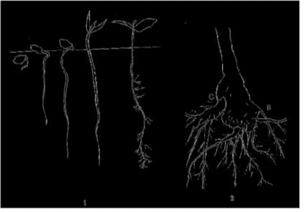 Figure  n°2:  Développement  du  système  racinaire  de  l’olivier.  1  :  germination  du  noyau d’olivier ; 2 : évolution du système racinaire d’un olivier de semis ; A : système  racinaire à la plantation, B : système racinaire secondaire, C : nouvelle 