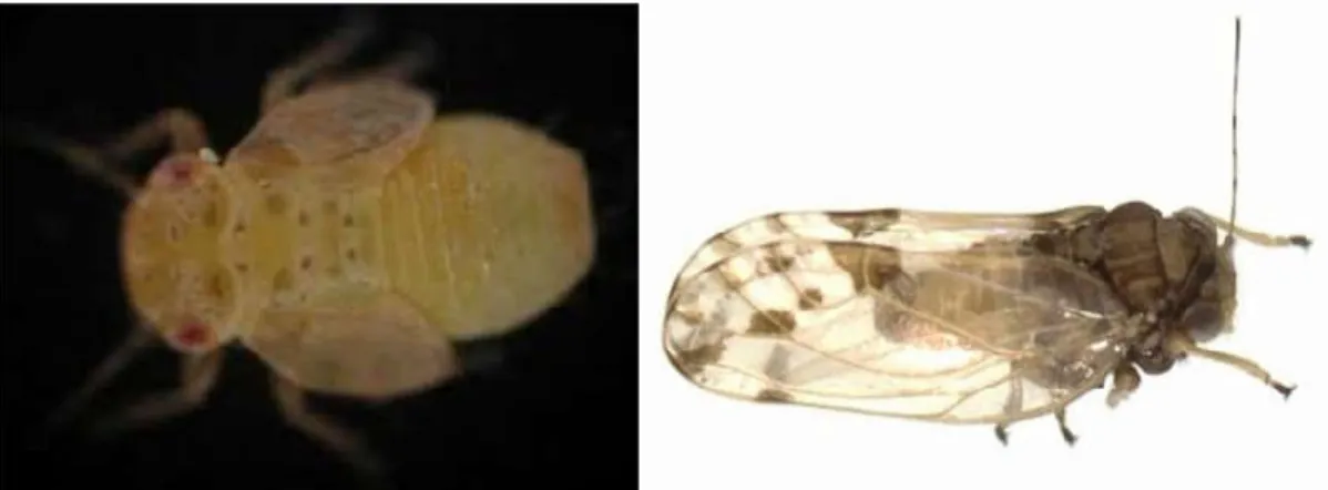 Figure n°6: La larve de psylleFigure n°7: L’adulte de psylle   (Euphylluraolivina).(Euphylluraolivina)